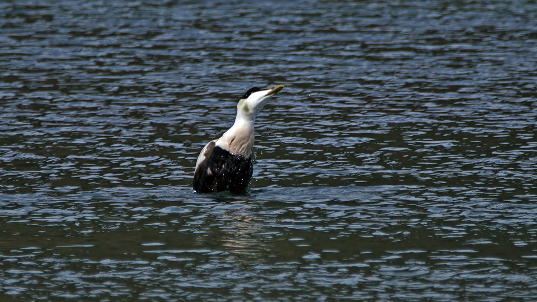 Common Eider