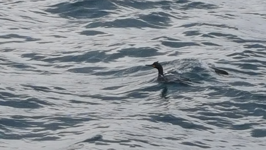 European Shag
