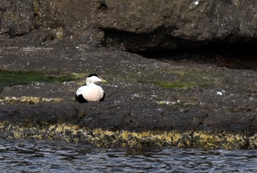 Common Eider