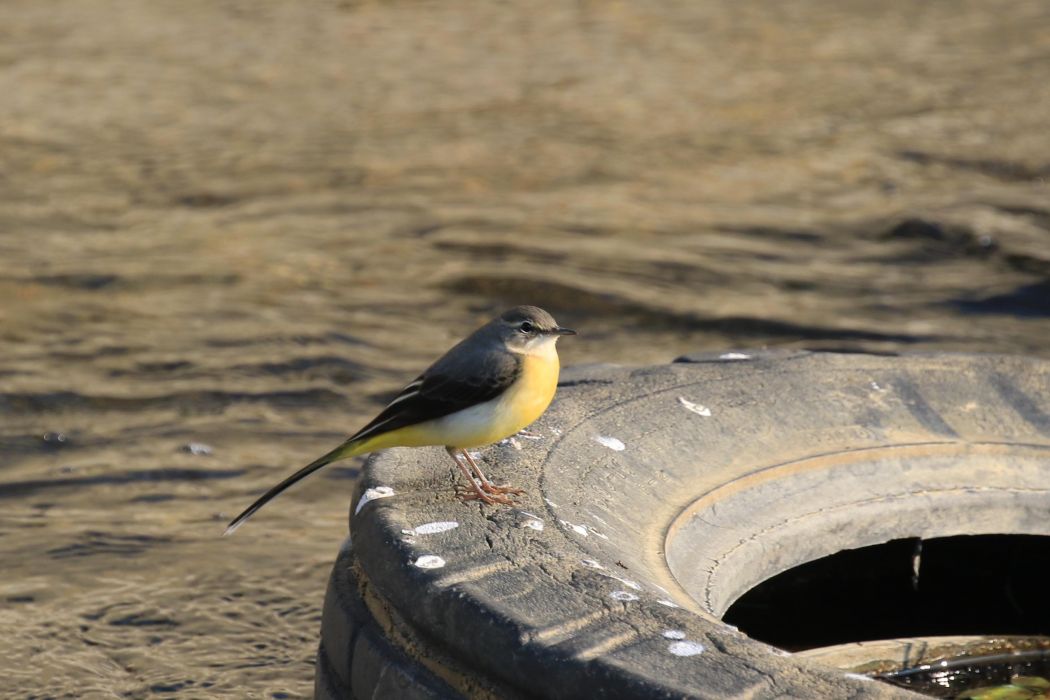 Grey Wagtail