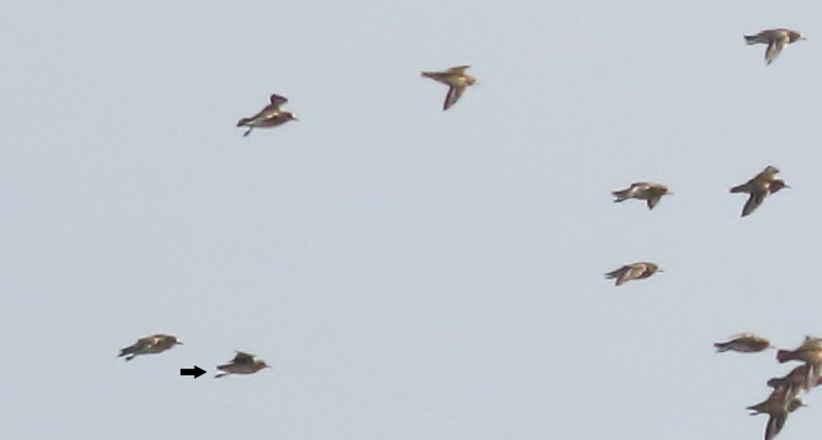 Pacific Golden Plover