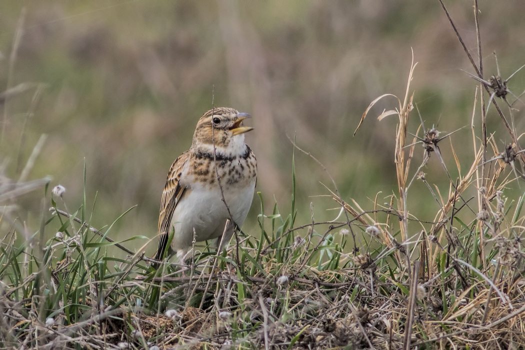 Calandra Lark