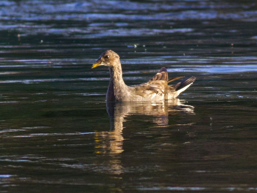 Common Moorhen