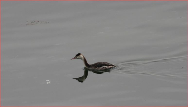 Great Crested Grebe