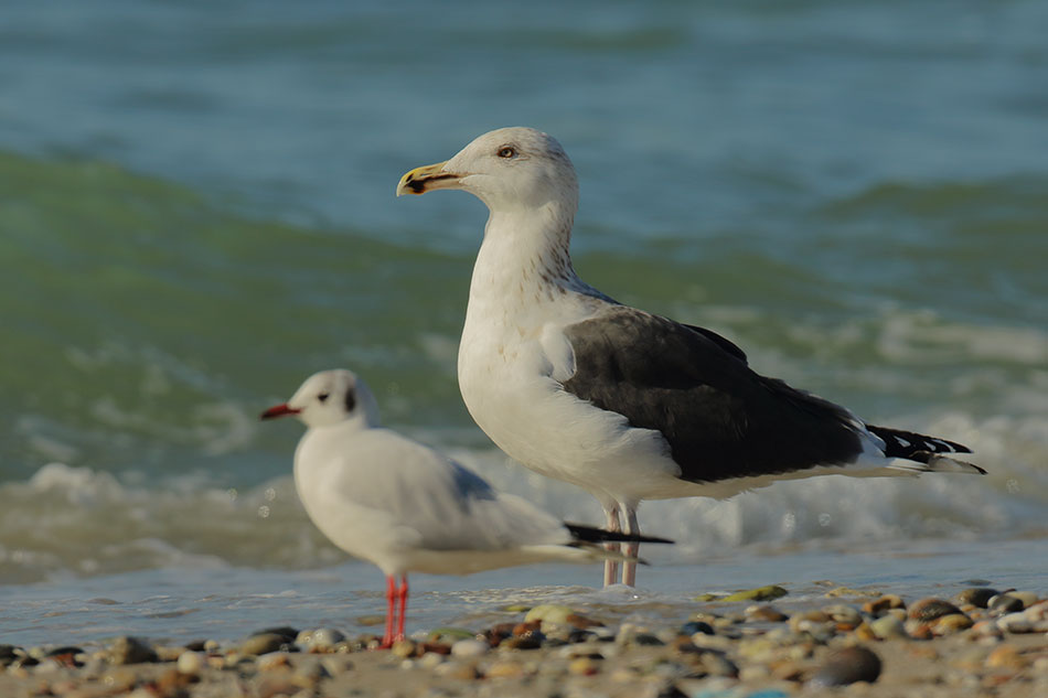 Great Black-backed Gull