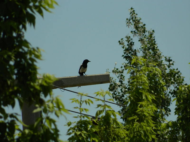 Eurasian Magpie