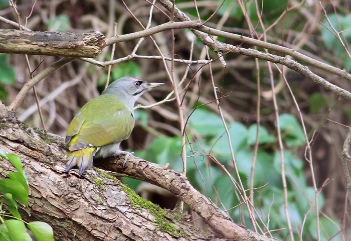 Grey-headed Woodpecker