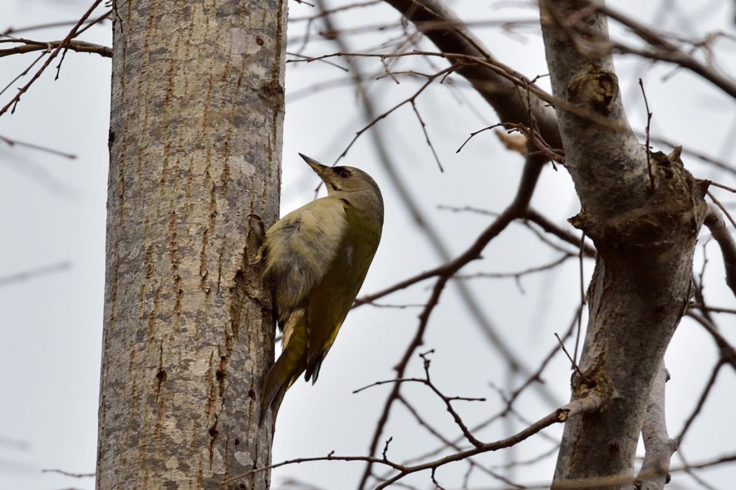 Grey-headed Woodpecker