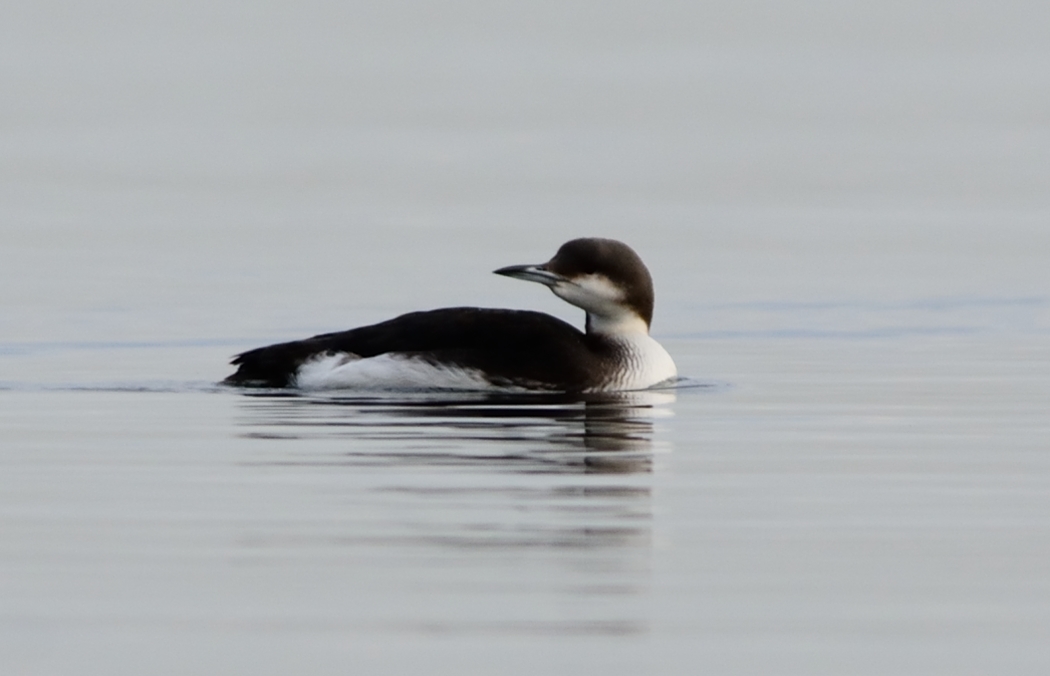 Black-throated Loon