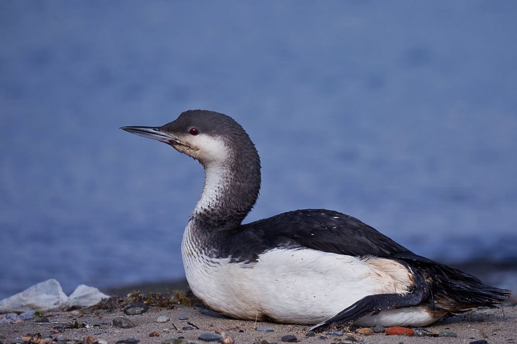 Black-throated Loon