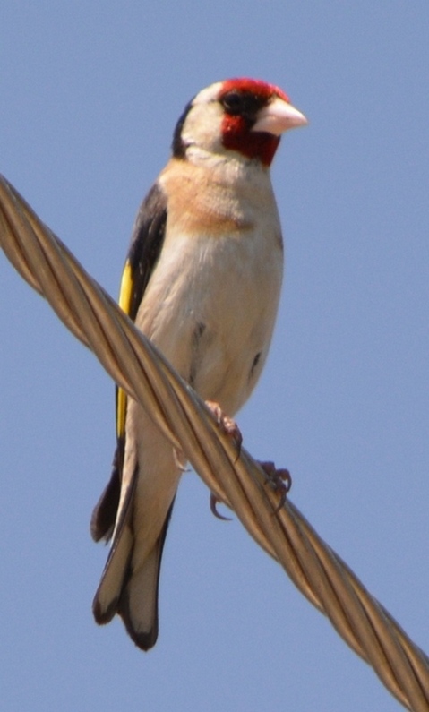 European Goldfinch