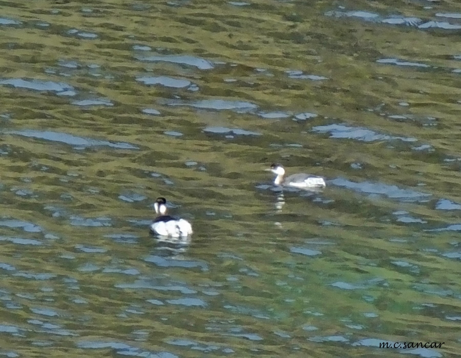 Black-necked Grebe