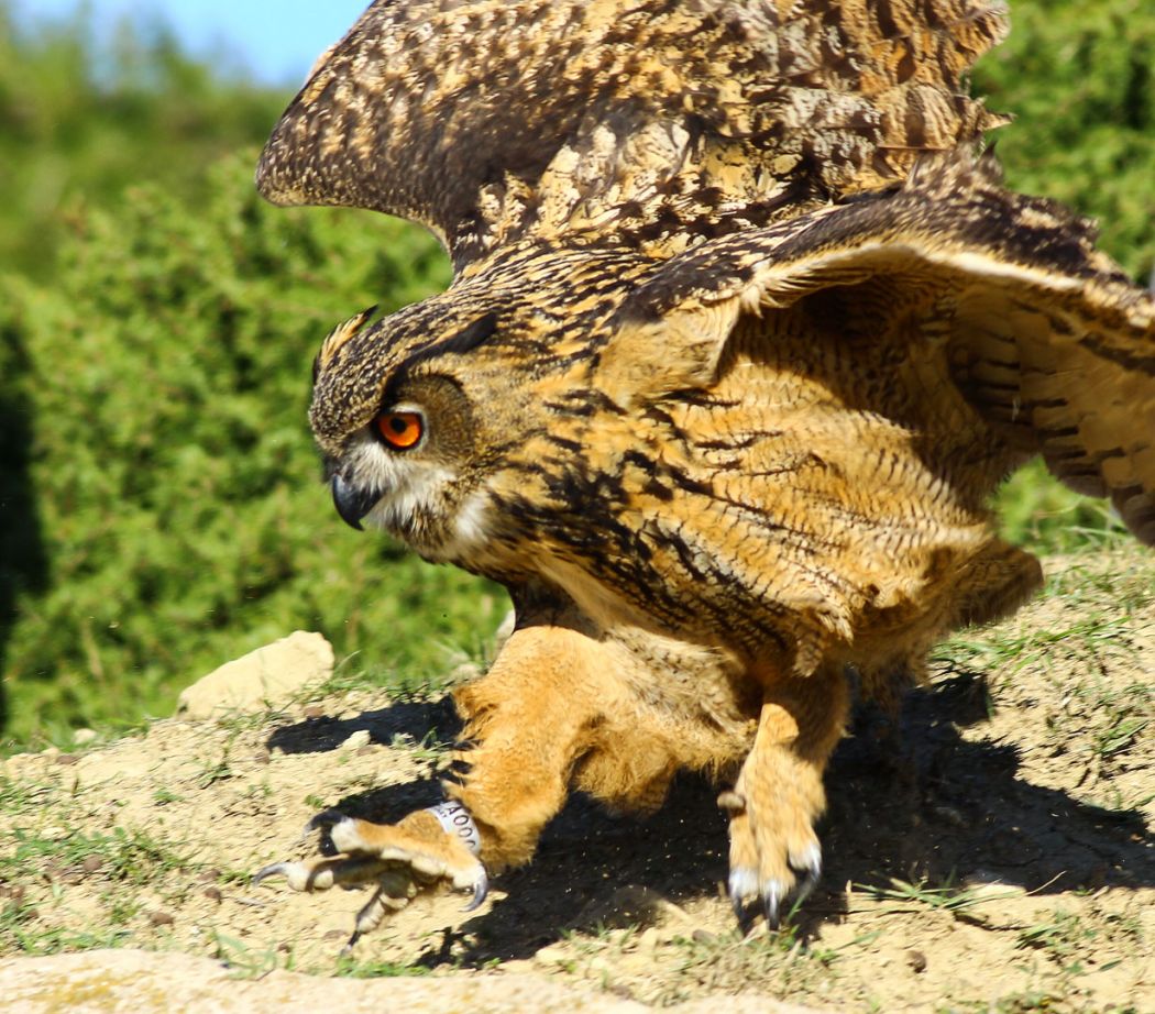 Eurasian Eagle-Owl