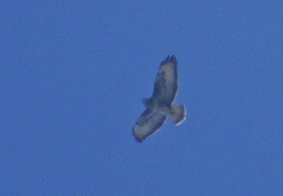 Rough-legged Buzzard