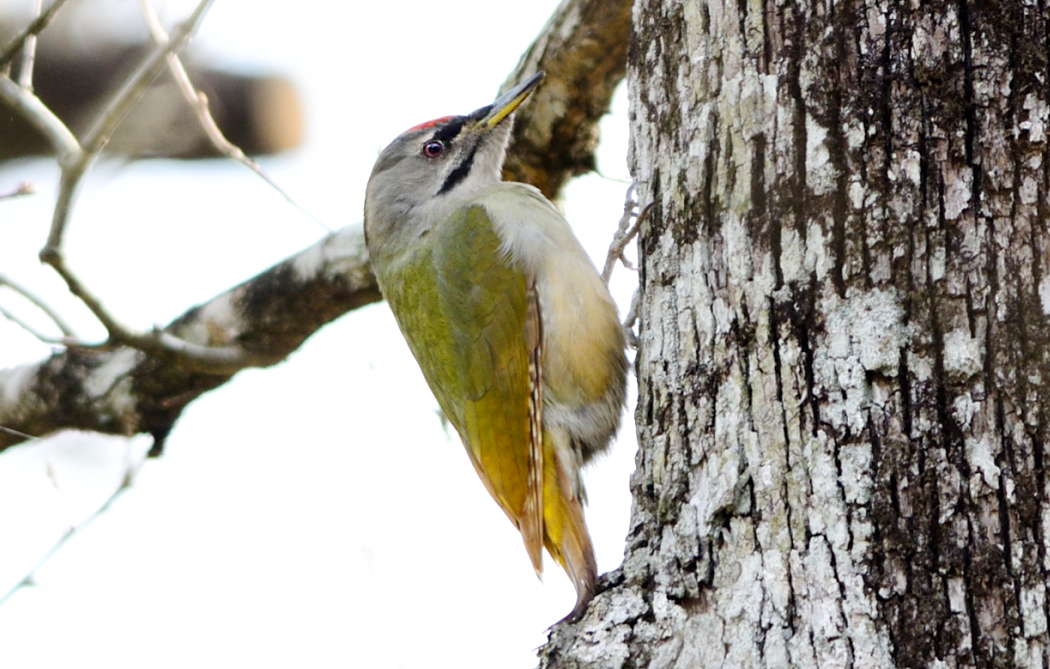 Grey-headed Woodpecker