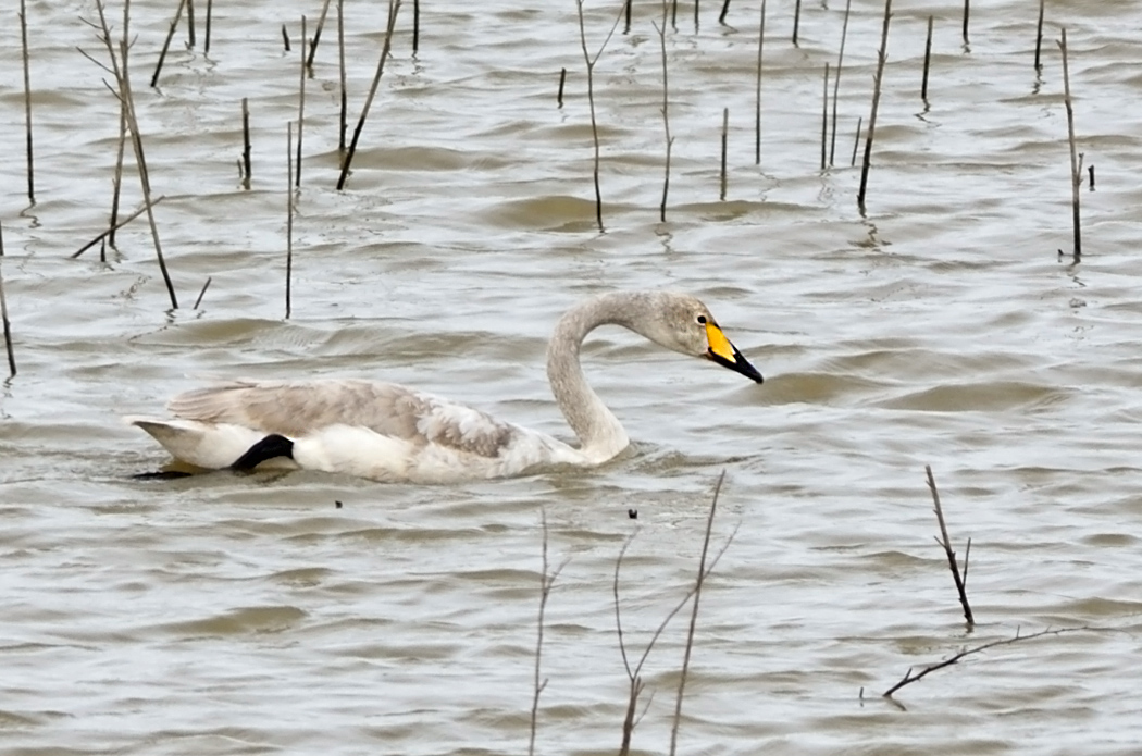 Whooper Swan