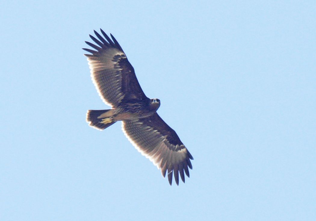 Greater Spotted Eagle