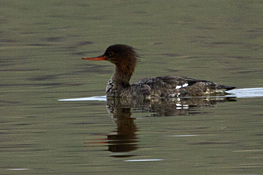 Red-breasted Merganser