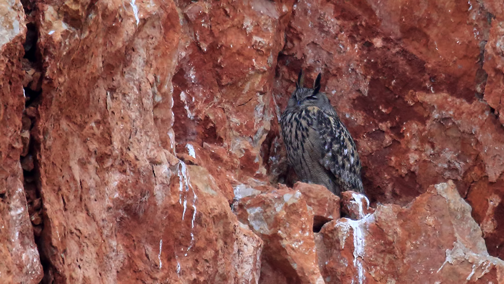 Eurasian Eagle-Owl