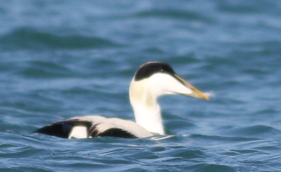 Common Eider