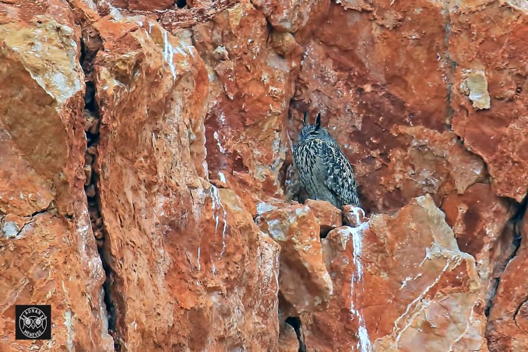 Eurasian Eagle-Owl