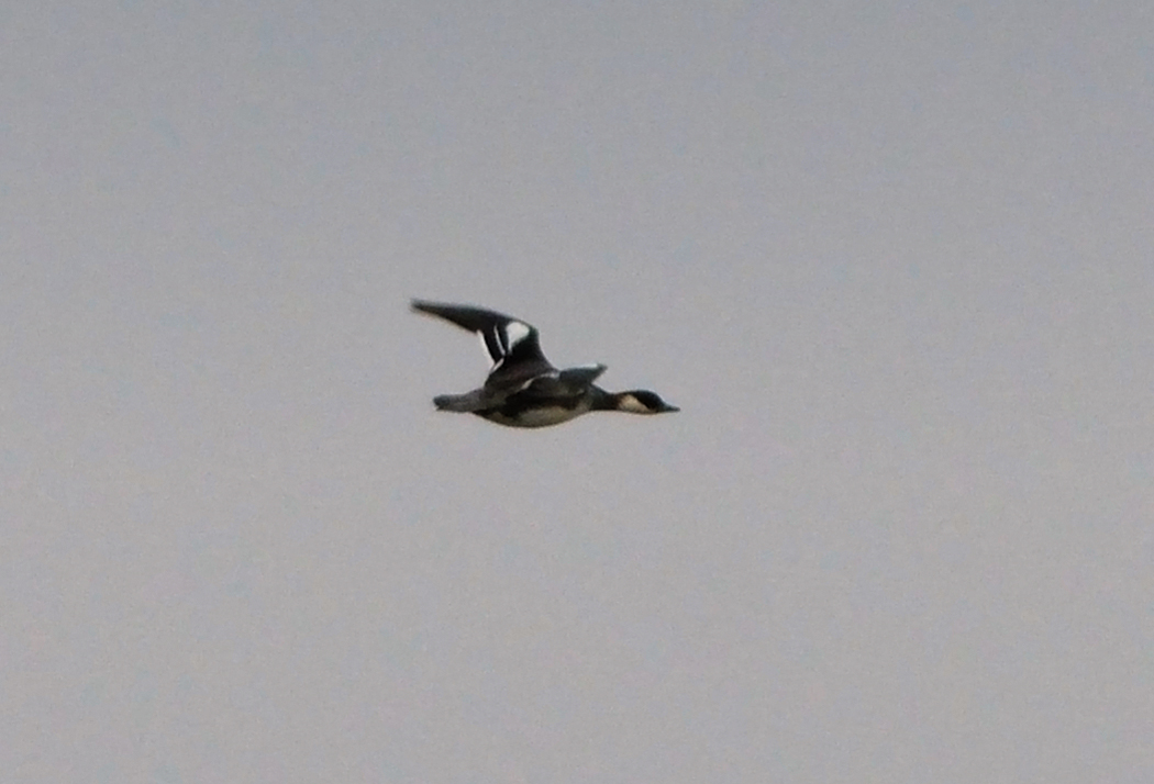 Smew