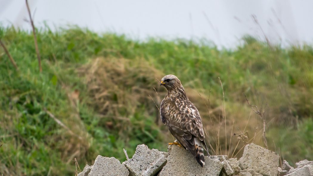 Rough-legged Buzzard