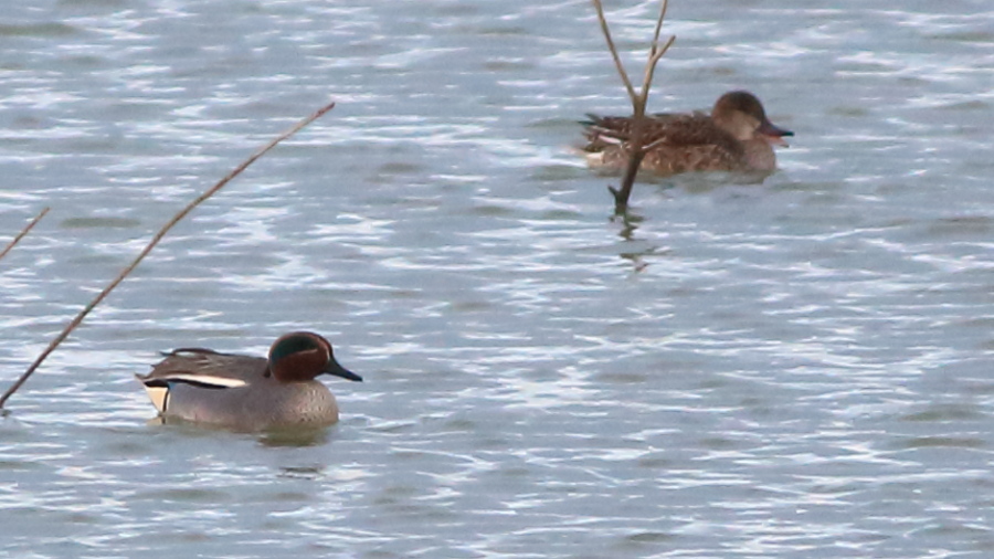 Eurasian Teal