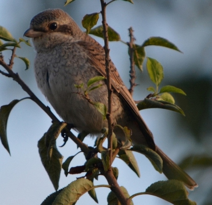 Red-backed Shrike