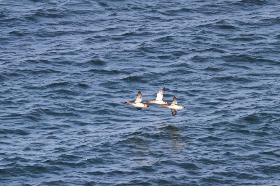 Red-breasted Merganser