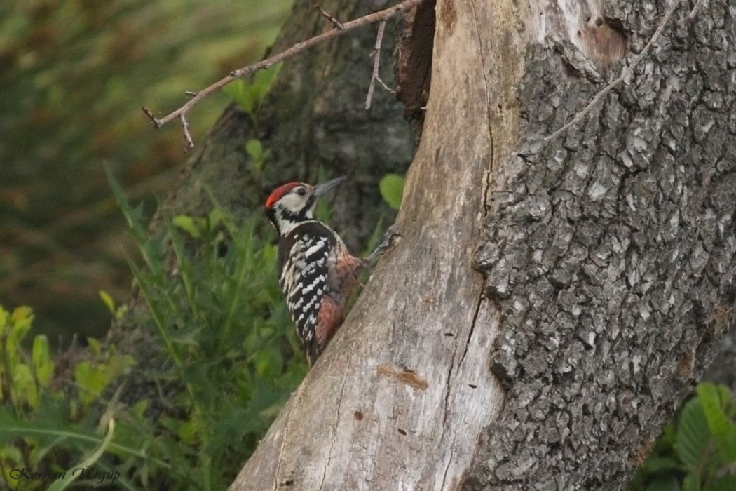 White-backed Woodpecker