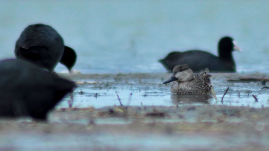 Eurasian Teal