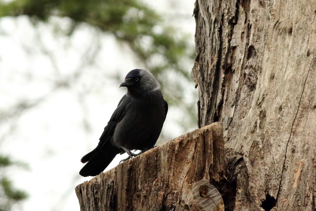 Western Jackdaw