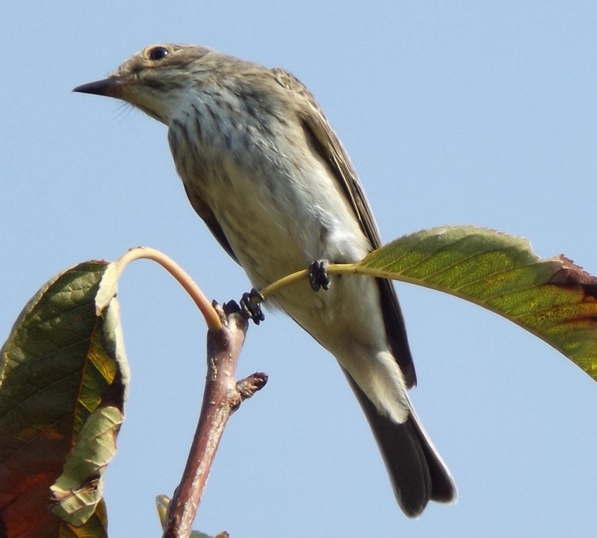 Spotted Flycatcher