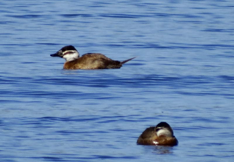 White-headed Duck