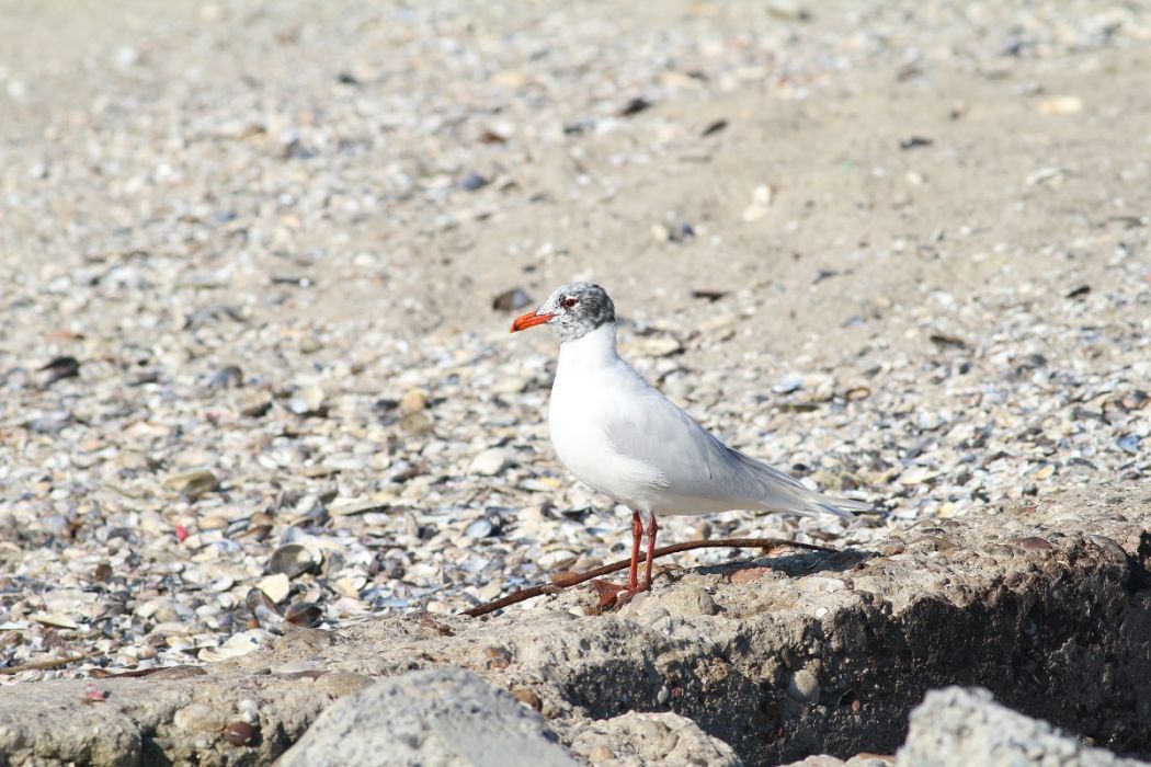 Mediterranean Gull