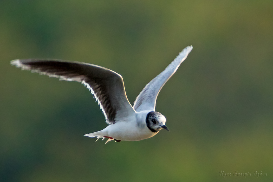 Little Gull