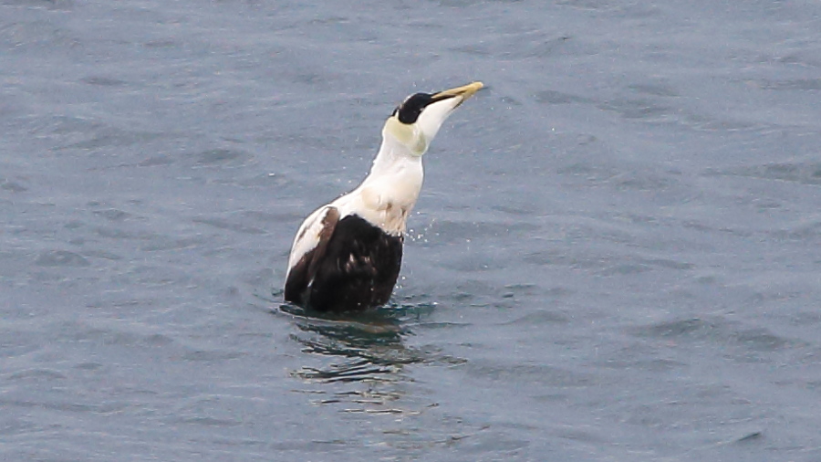 Common Eider