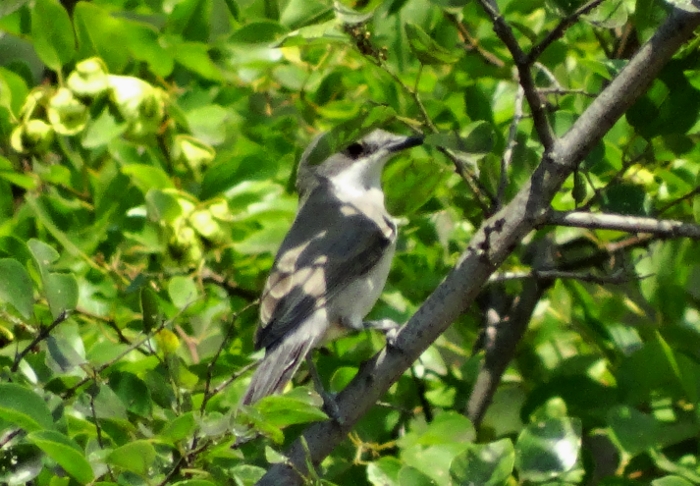 Eastern Orphean Warbler
