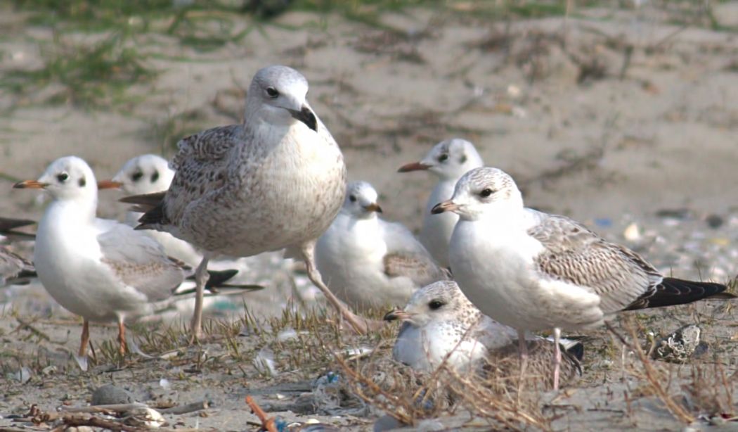 Common Gull
