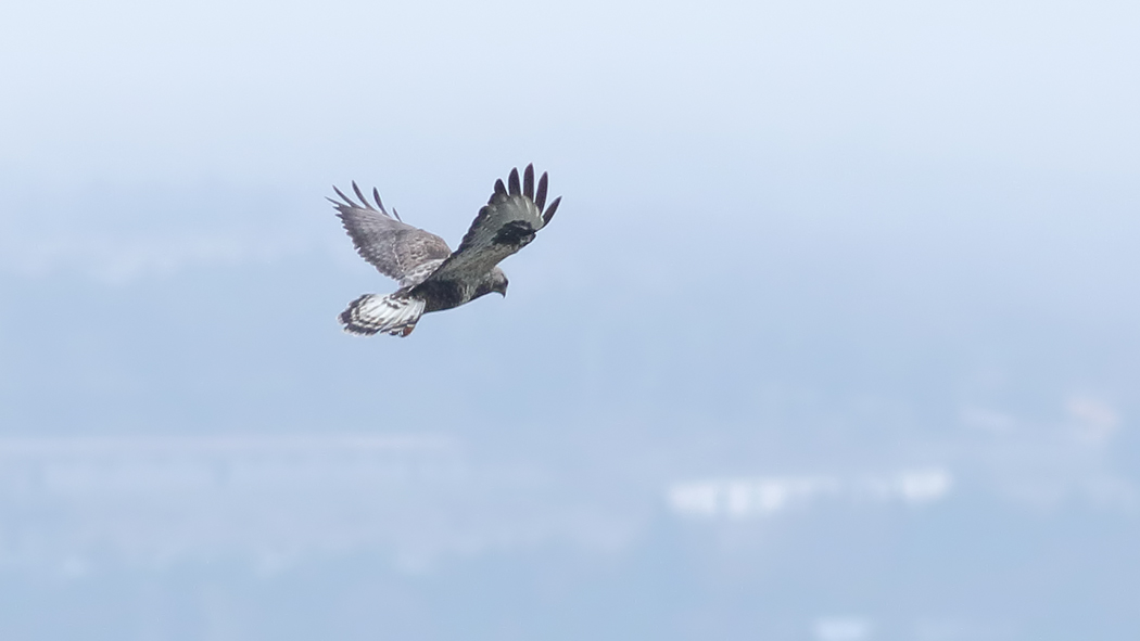 Rough-legged Buzzard
