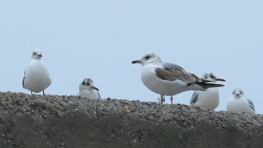 Common Gull