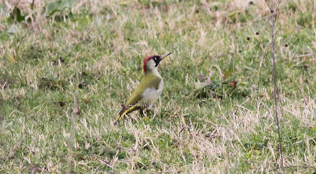 European Green Woodpecker