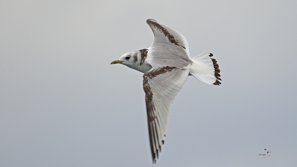 Black-legged Kittiwake