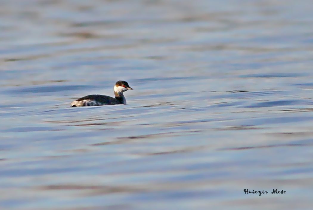 Horned Grebe