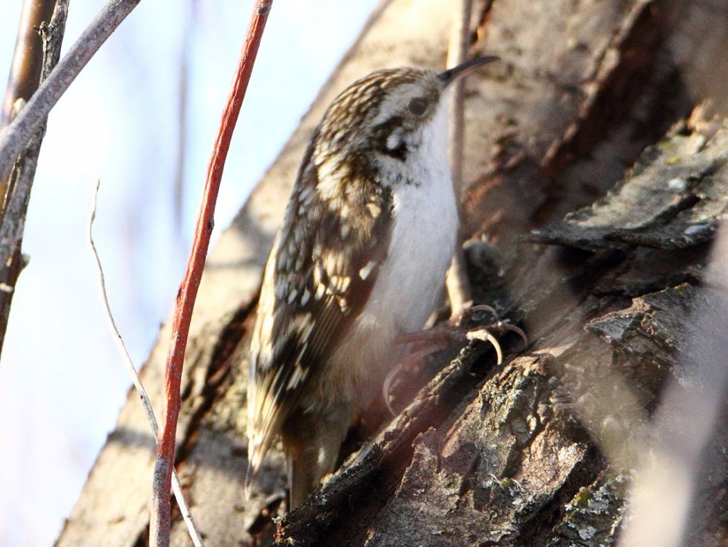 Eurasian Treecreeper