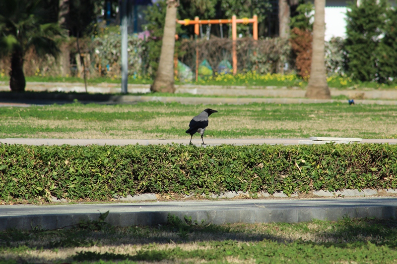 Leş Kargası