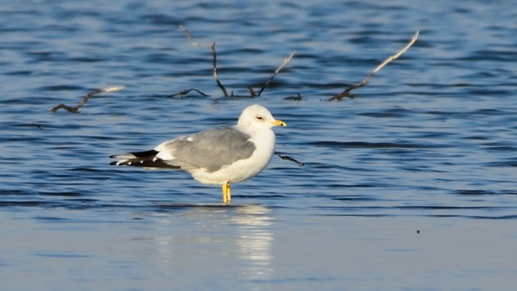 Common Gull