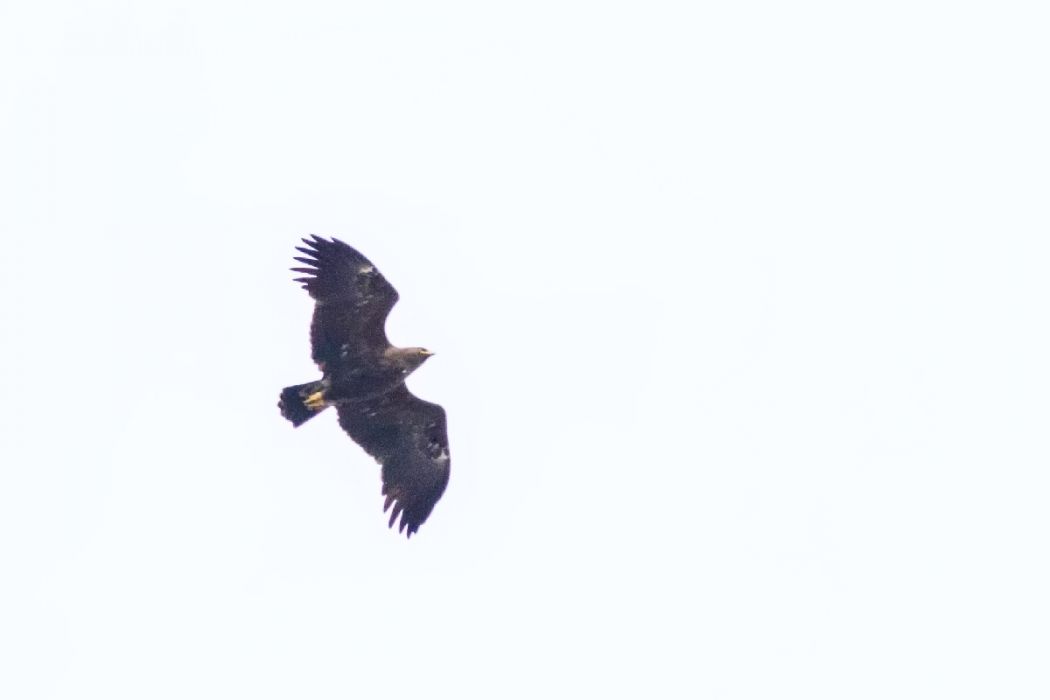 Greater Spotted Eagle