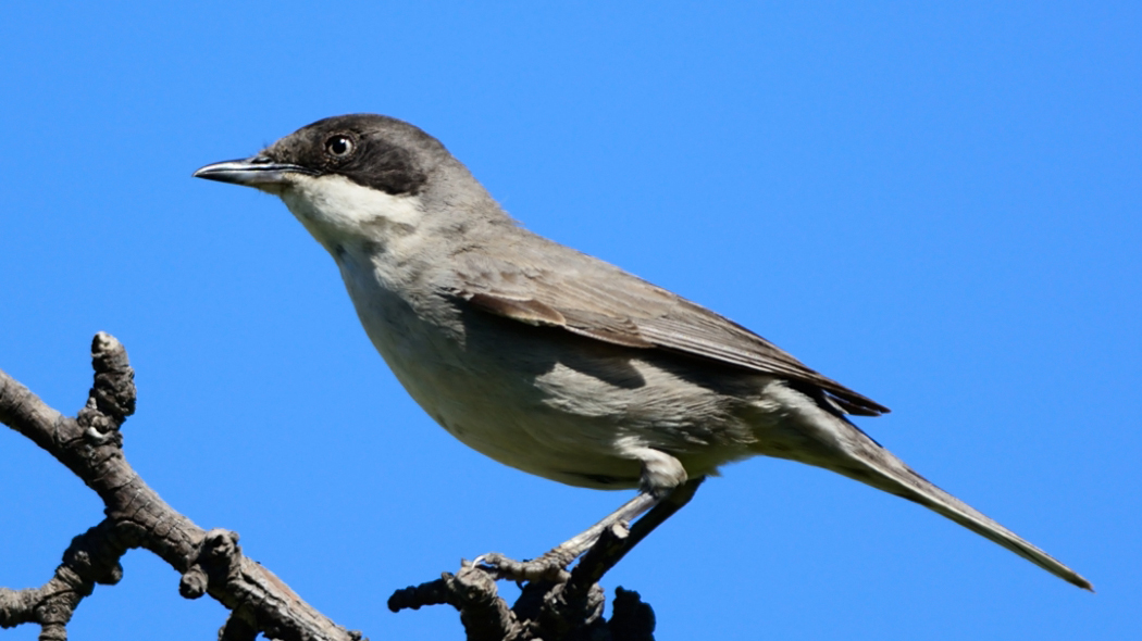 Eastern Orphean Warbler